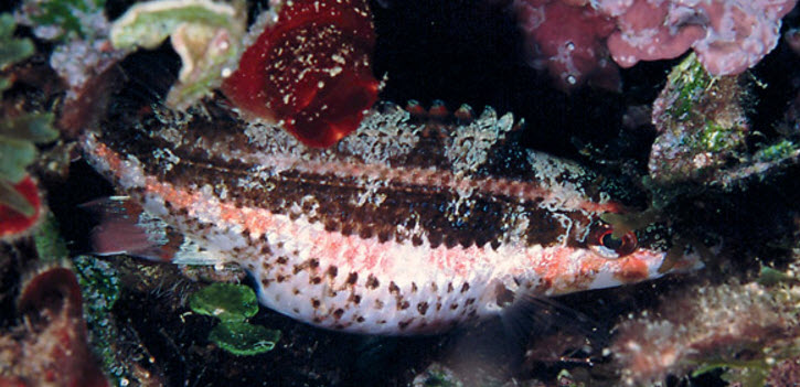 Symphodus doderleini_000005